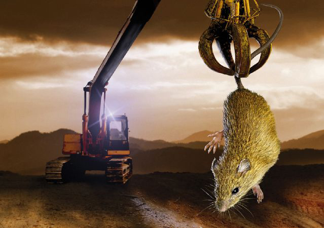 Industry endangers mouse